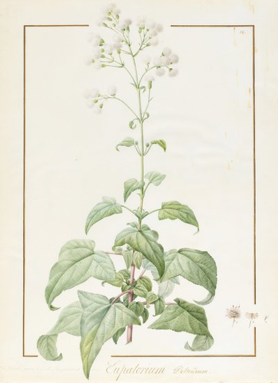 Eupatorium Deltoideum by Pierre Joseph Redouté